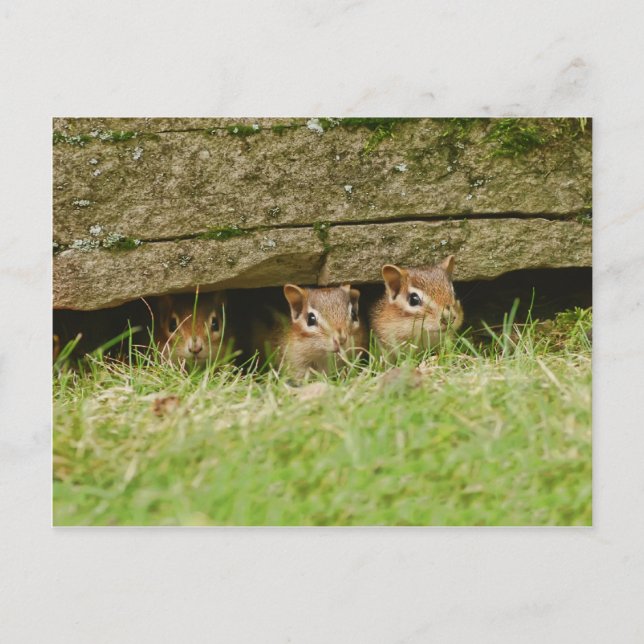 Cartão Postal os três amigos (Frente)