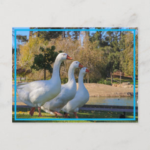 Cartão Postal Os Três Estropos