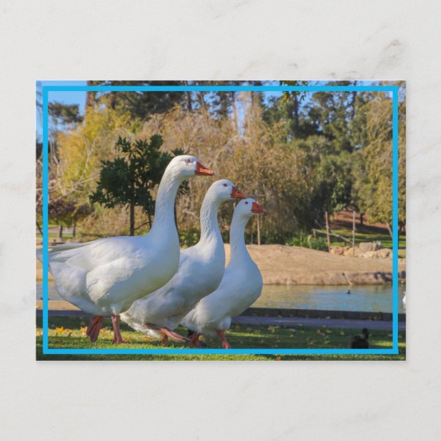 Cartão Postal Os Três Estropos (Frente)