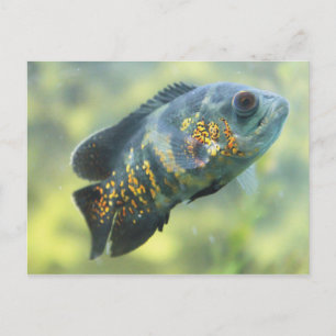 Cartão Postal Oscar Fish