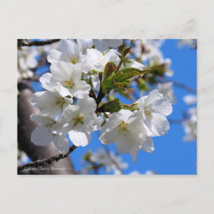 Cartão Postal Oshima Cherry Blossoms [Cartão postal]