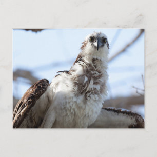 Cartão Postal Osprey