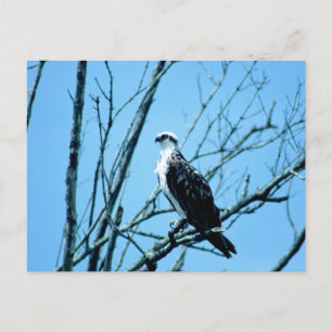 Cartão Postal Osprey