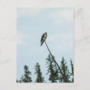 Cartão Postal Osprey 9028