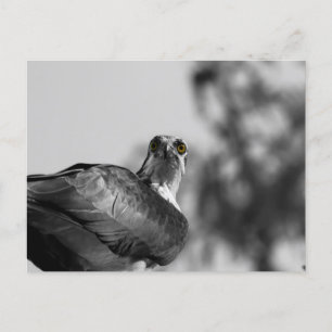 Cartão Postal Osprey abrindo a câmera - Foto da vida selvagem
