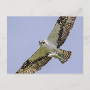 Cartão Postal Osprey com peixe