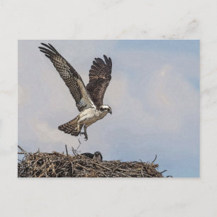 Cartão Postal Osprey num ninho