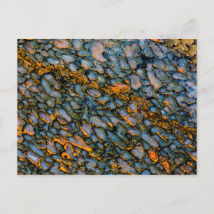 Cartão Postal Osso do Dinossauro Petrificado