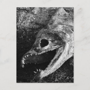 Cartão Postal Ossos da Cabeça de Peixe Rotulados