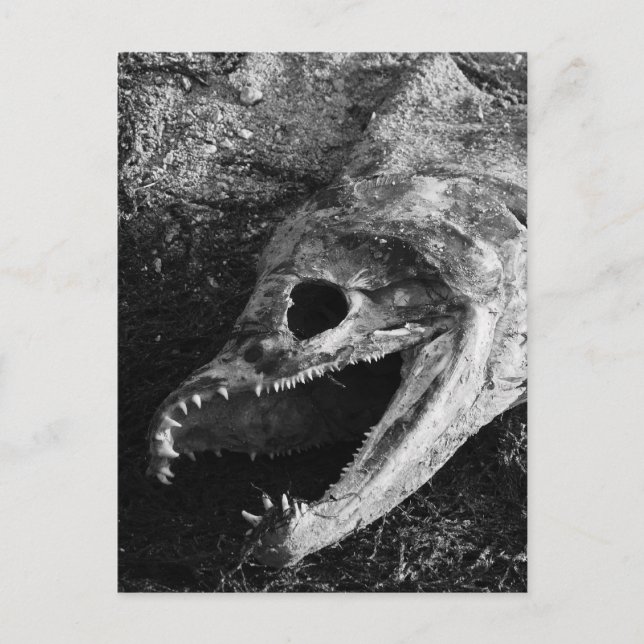 Cartão Postal Ossos da Cabeça de Peixe Rotulados (Frente)