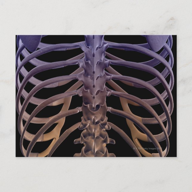 Cartão Postal Ossos das costas (Frente)