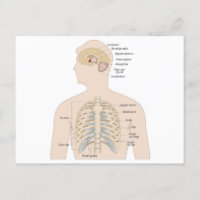 Ossos do peito humano