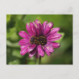 Cartão Postal Osteospermum / Dimorphotheca mutante