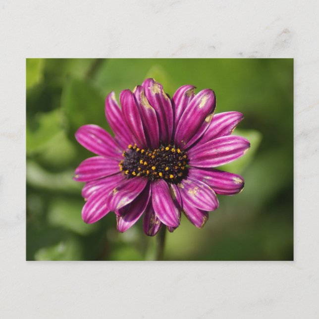 Cartão Postal Osteospermum / Dimorphotheca mutante (Frente)