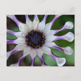 Cartão Postal Osteospermum Nasinga Branca
