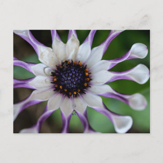 Cartão Postal Osteospermum Nasinga Branca