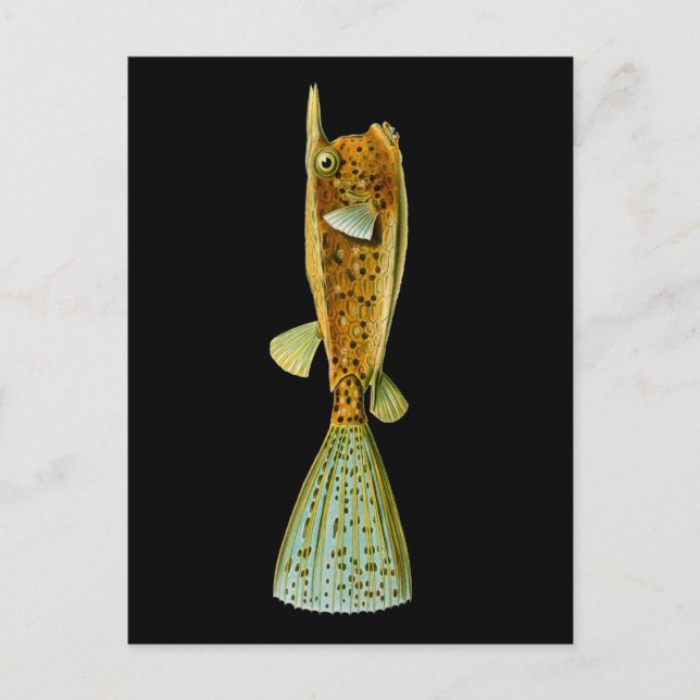 Cartão Postal Ostracion cornutus (Boxfish), Haeckel Fine Art (Frente)