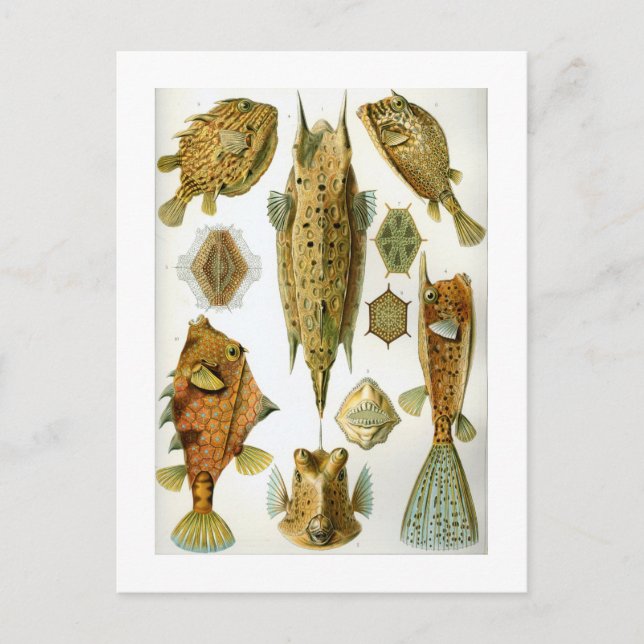 Cartão Postal Ostraciontes (Frente)