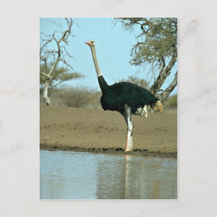 Cartão Postal Ostrich