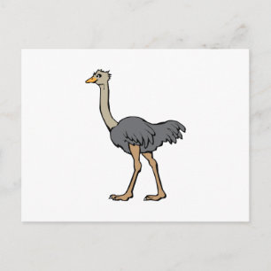 Cartão Postal Ostrich