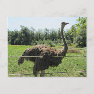 Cartão Postal Ostrich