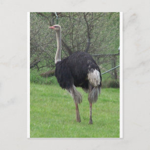 Cartão Postal Ostrich