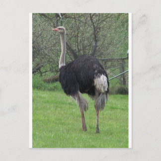 Cartão Postal Ostrich