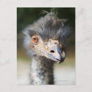 Cartão Postal Ostrich