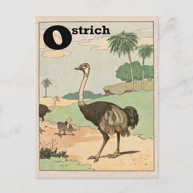 Cartão Postal Ostrich Alphabet - Letra (Frente)