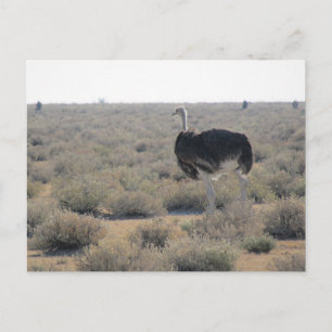 Cartão Postal ostrich etosha