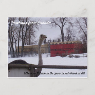 Cartão Postal Ostrich na neve