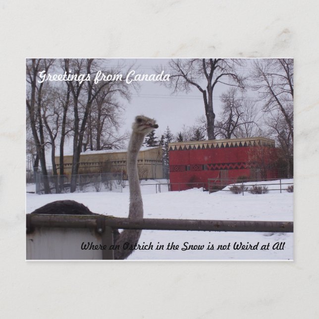 Cartão Postal Ostrich na neve (Frente)