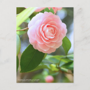 Cartão Postal Otome-tsubaki: Camellia [Postcard]