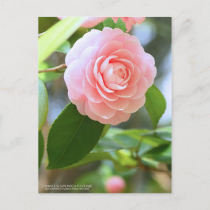 Cartão Postal Otome-tsubaki: Camellia [Postcard]