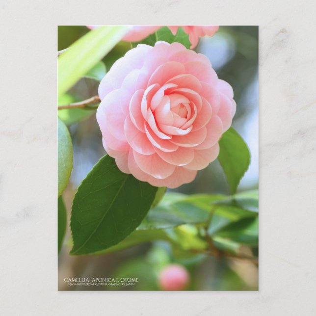 Cartão Postal Otome-tsubaki: Camellia [Postcard] (Frente)