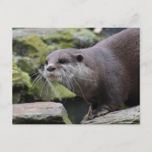 Cartão Postal Otter