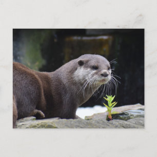 Cartão Postal Otter