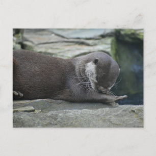 Cartão Postal Otter