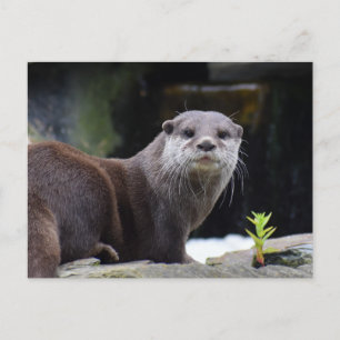 Cartão Postal Otter