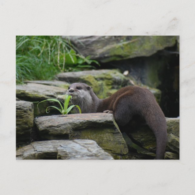 Cartão Postal Otter (Frente)