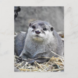 Cartão Postal Otter Asiático de Pequenas Marcas
