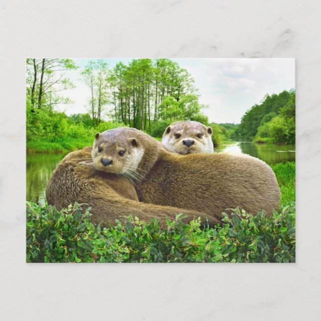 Cartão Postal "Otter Love" (Frente)