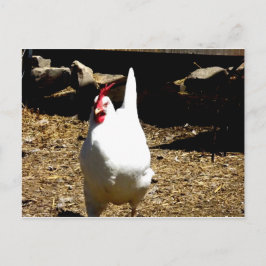 Cartão Postal Ouça o frango