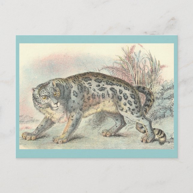 Cartão Postal Ounce (Leopardo de Neve) (Frente)