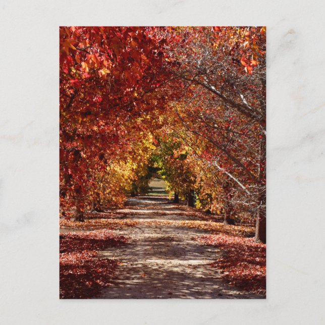 Cartão Postal Ouro (Frente)