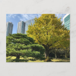 Cartão Postal Ouro Amarelo Ginkgo e Pine Tree