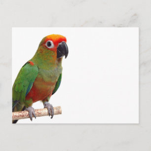 Cartão Postal Ouro-capped