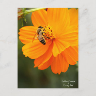Cartão Postal Ouro Cosmos & Honey Bee ［ Cartão-postal ］