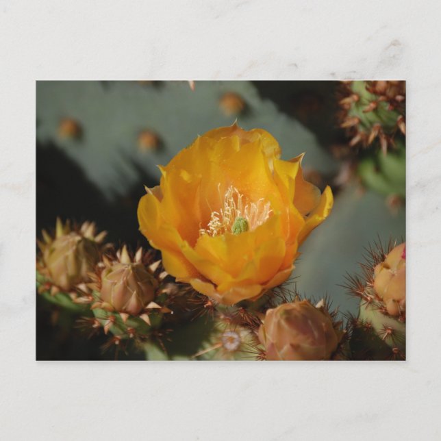 Cartão Postal Ouro do Deserto (Frente)