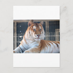 Cartão Postal Ouro do tigre Tabby no zoológico de Cougar Mounta